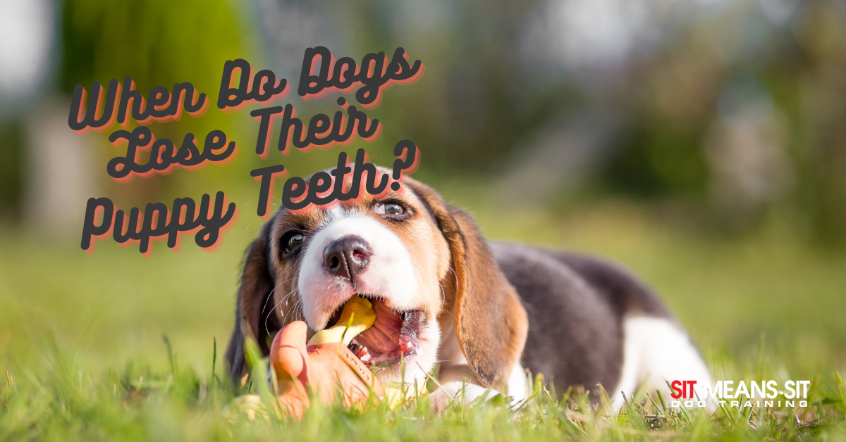 do dogs lose their puppy teeth