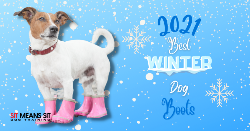 2021s Best Winter Boots for Dogs