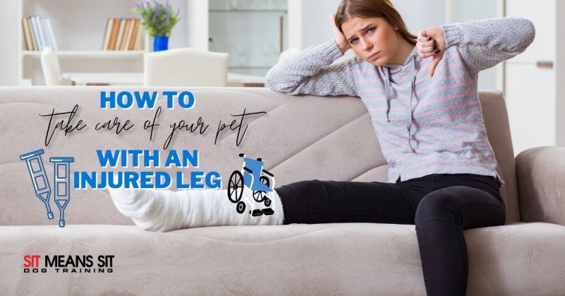 How to Take Care of Your Pet When You Injure Your Leg
