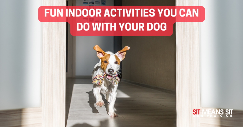 Fun indoor activities you can do with your dog poster