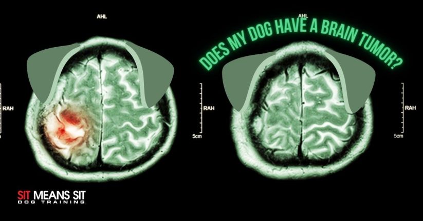 dog brain tumor cat scans
