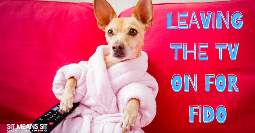Leaving the tv on for fido poster