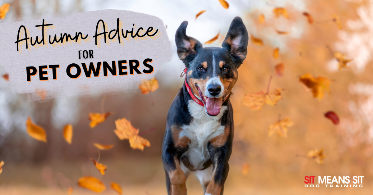 Autumn advice for pet owners poster