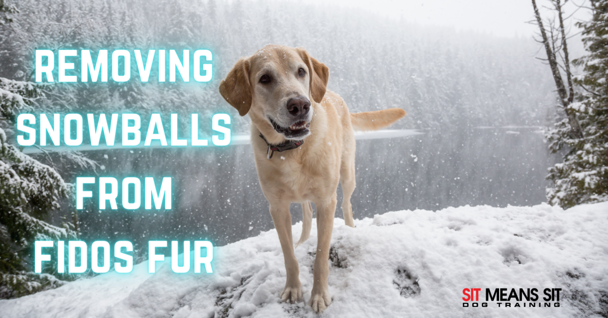 removing snowballs from fidos fur poster