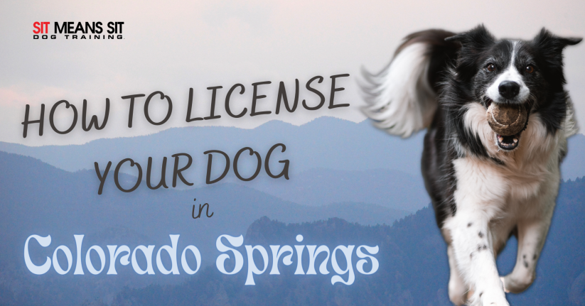 How to license your dog in Colorado springs poster