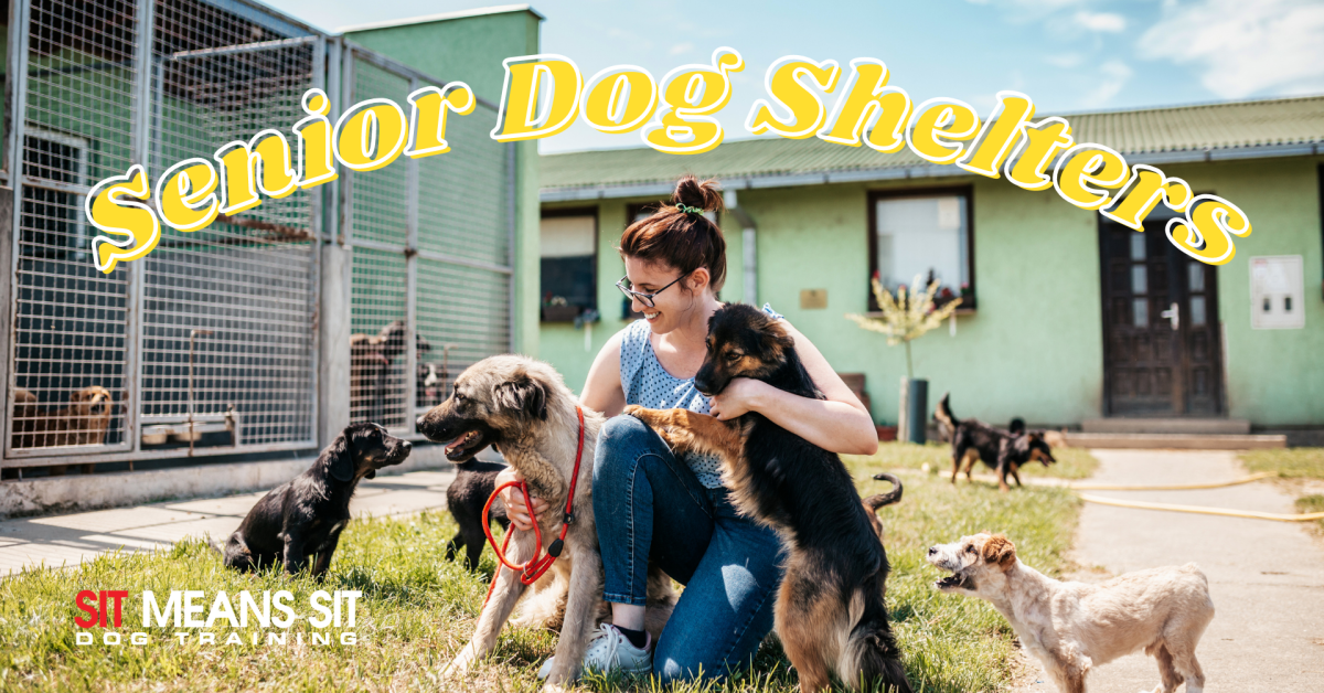 senior dog shelters poster