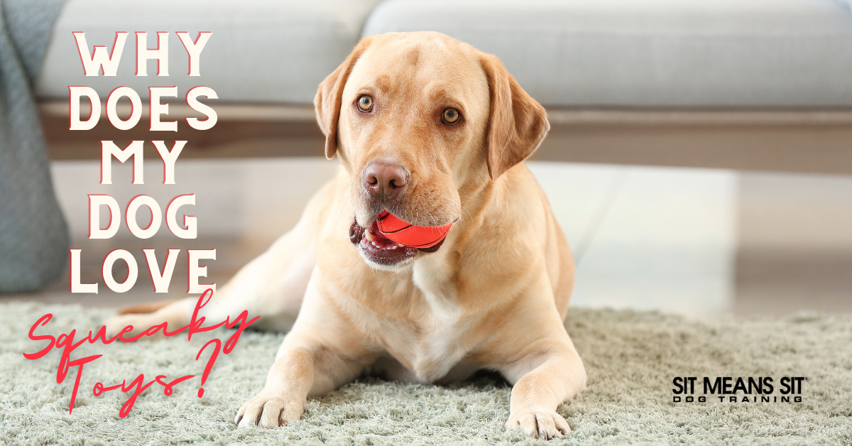 Why does my dog love squeaky toys poster