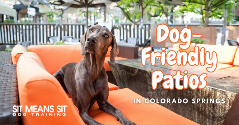 Dog-Friendly Patios in Colorado Springs