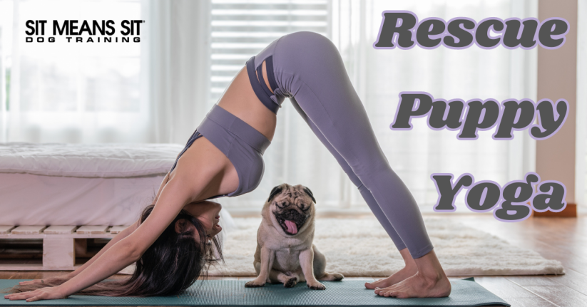 RSVP for Rescue Puppy Yoga @ Goat Patch Brewing Co.