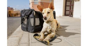 Why You Should Own a Dog Carrier