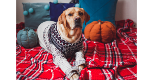 The Best Fall Sweaters for Dogs