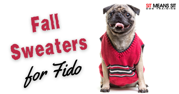 The Best Fall Sweaters for Dogs