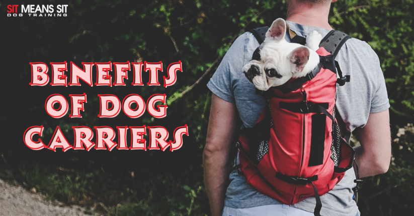 Why You Should Own a Dog Carrier