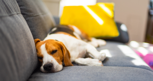 The Best Calming Music for Dogs