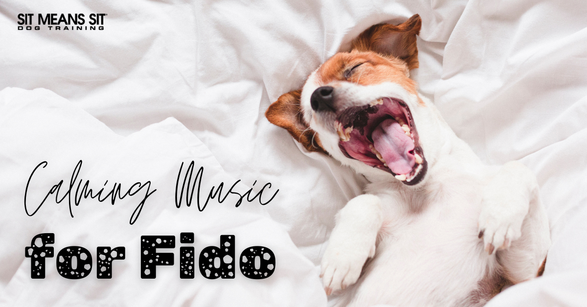 The Best Calming Music for Dogs