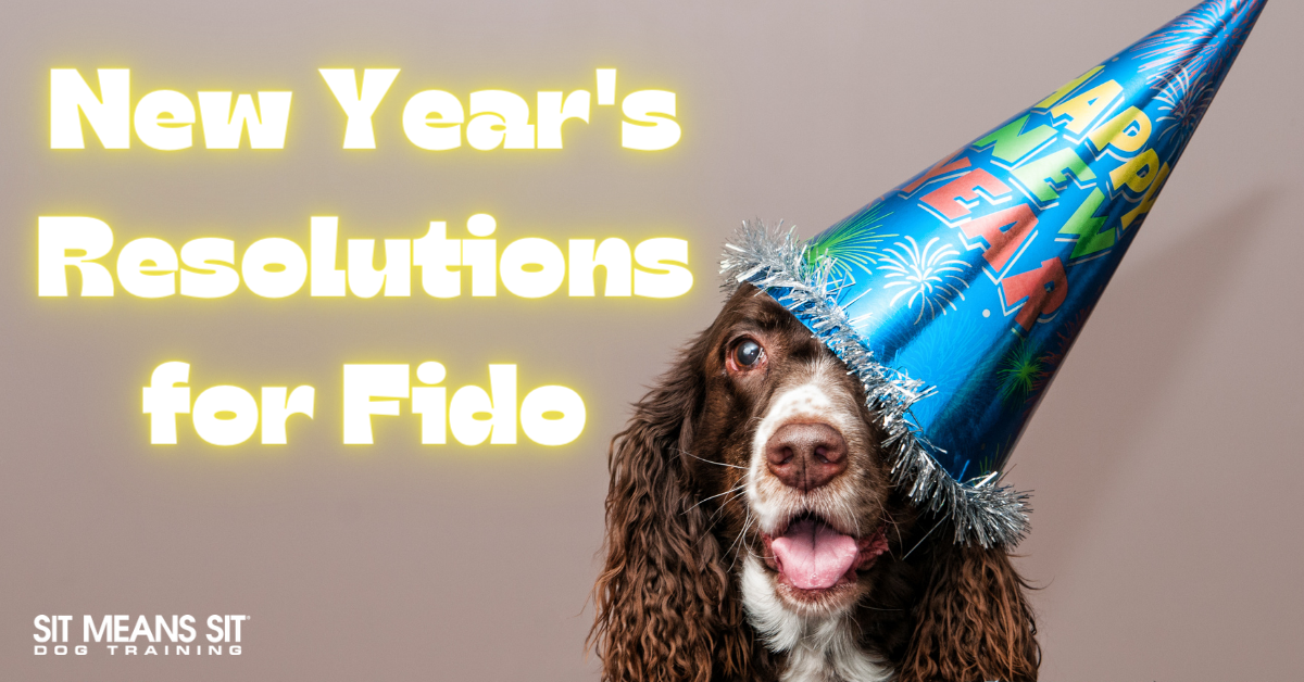 2024 New Year’s Resolutions for Fido SMS Colorado Springs