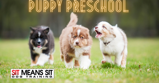puppy preschool