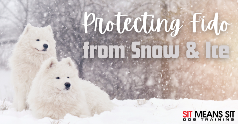 Protecting Your Dog from Snow & Ice