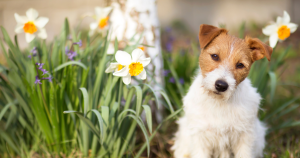 Pawsitive Spring Cleaning: Tips for Dog Owners