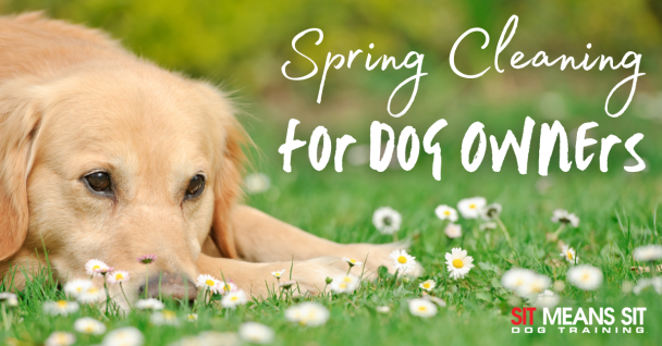 Pawsitive Spring Cleaning: Tips for Dog Owners