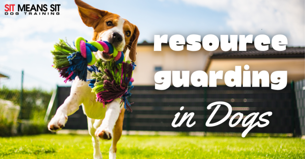 What is Resource Guarding in Dogs?