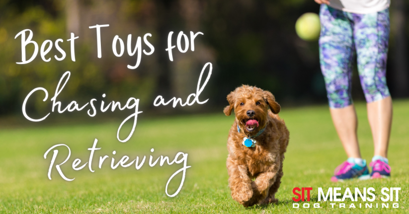 Reviewing the Best Dog Toys for Chasing and Retrieving