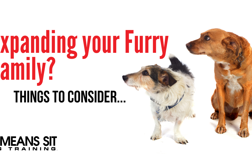 Thinking About Getting Another Dog? What to Consider Beforehand
