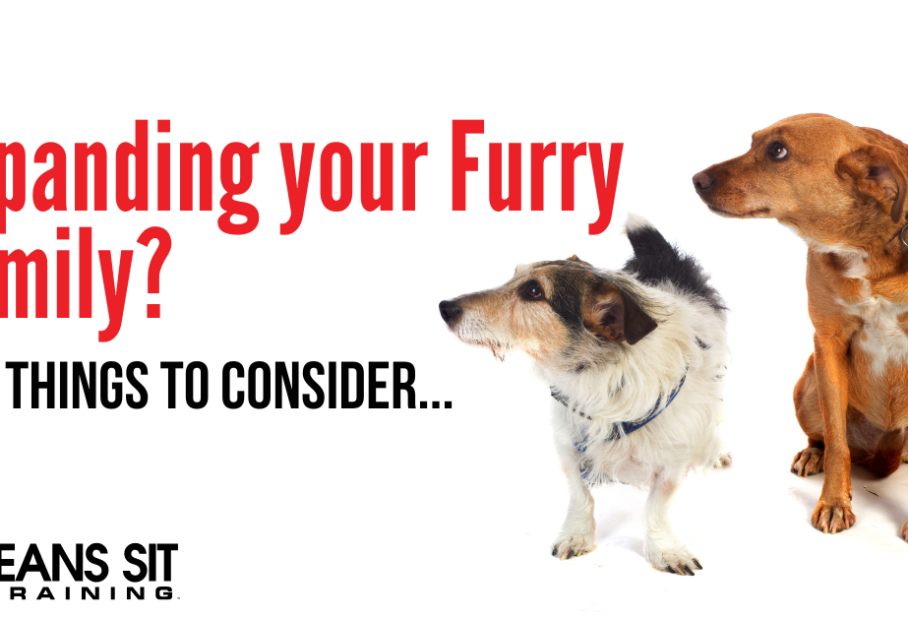 Thinking About Getting Another Dog? What to Consider Beforehand
