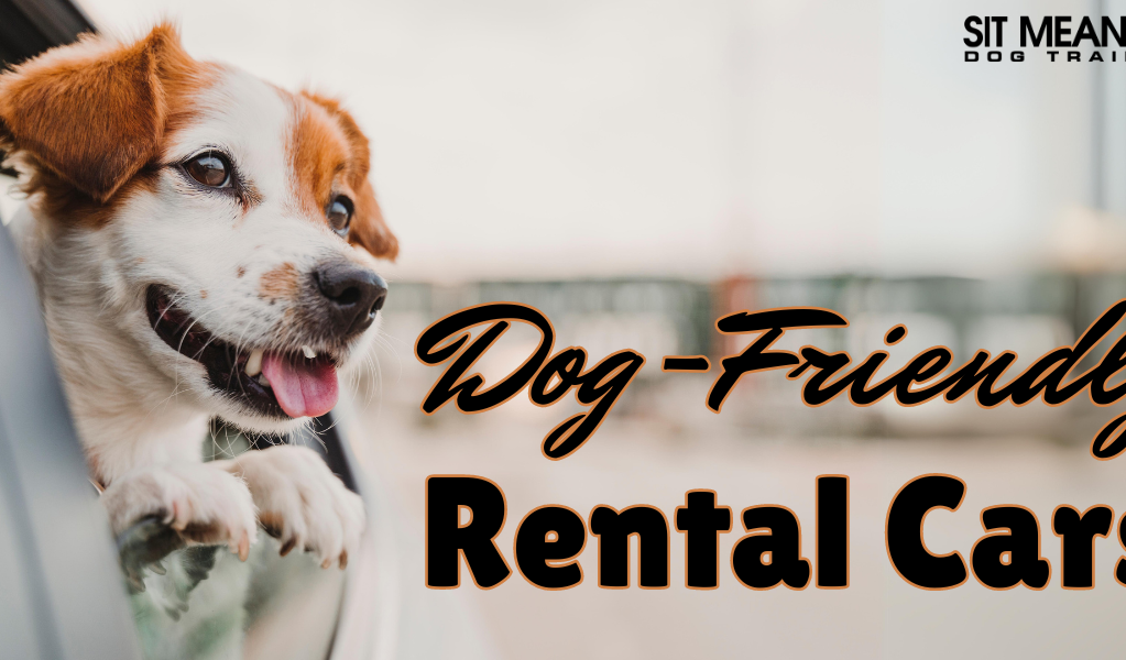 Your Guide to Dog-Friendly Rental Cars