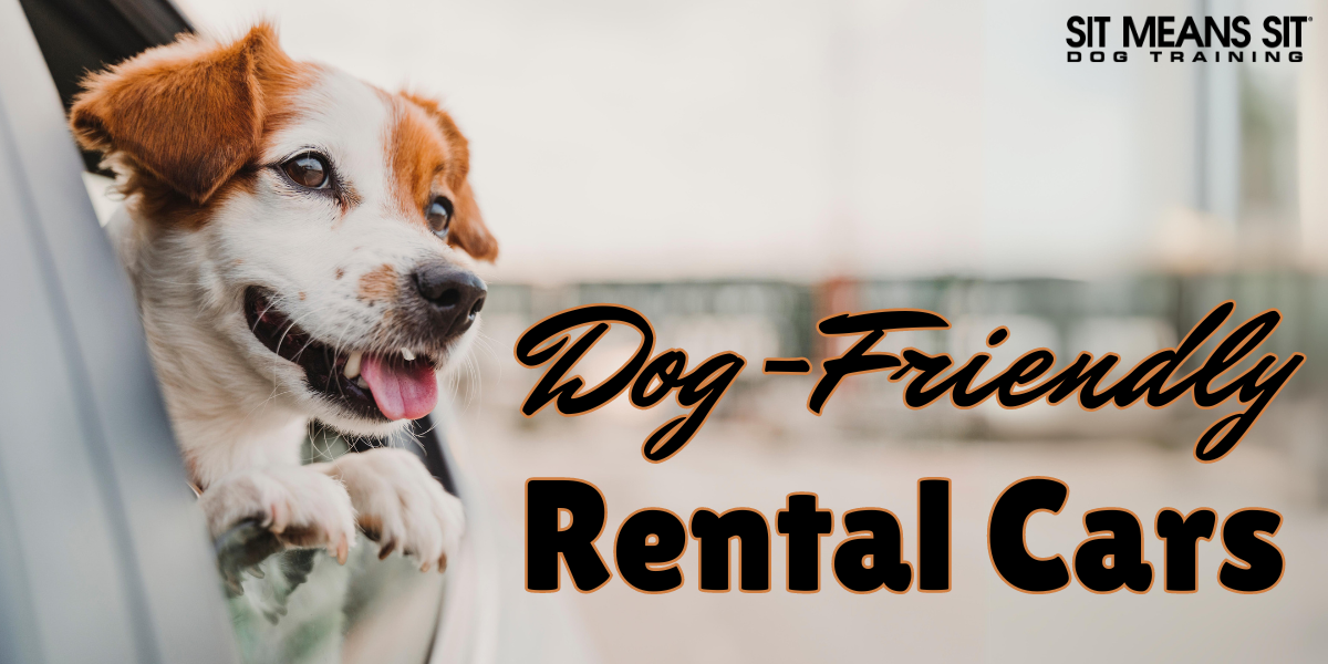Your Guide to Dog-Friendly Rental Cars