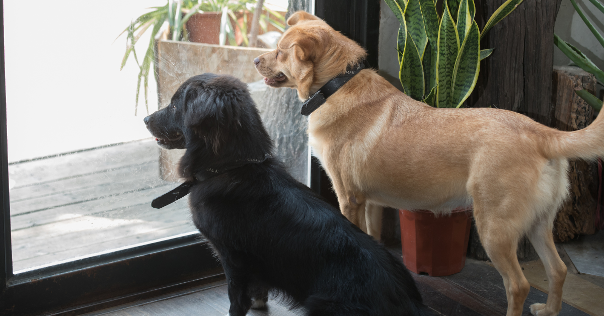 How Long Can You Safely Leave Your Dog Alone?