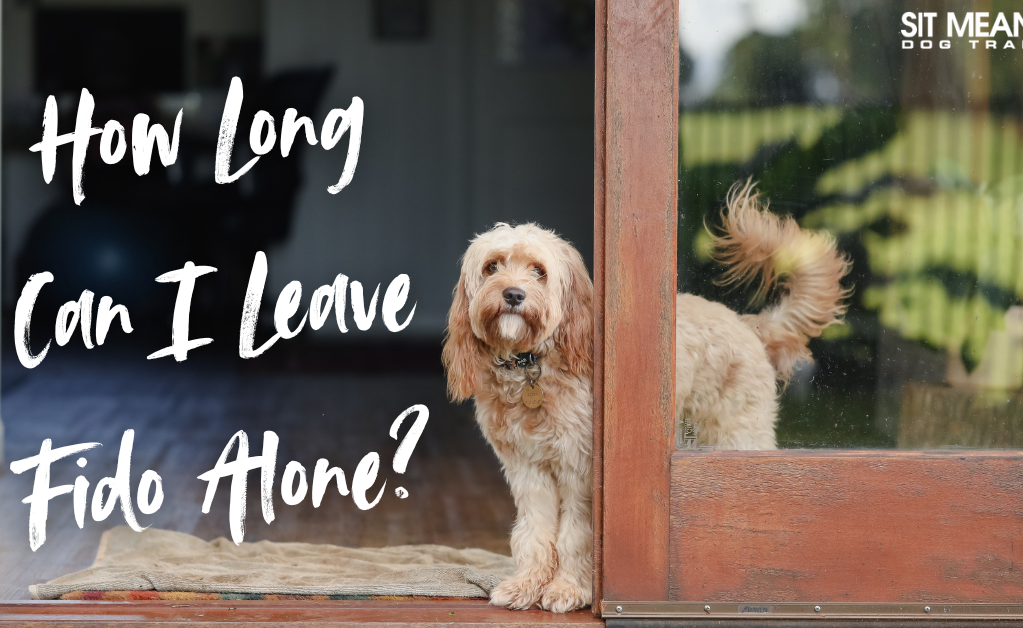 How Long Can You Safely Leave Your Dog Alone?