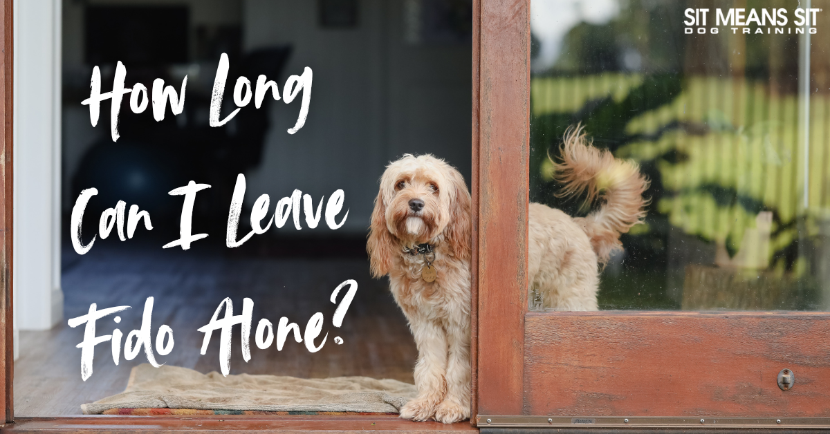 How Long Can You Safely Leave Your Dog Alone?