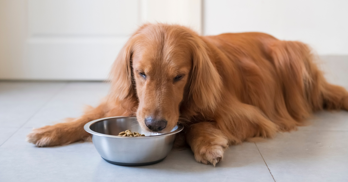 Signs Your Dog Might Have a Gluten Intolerance