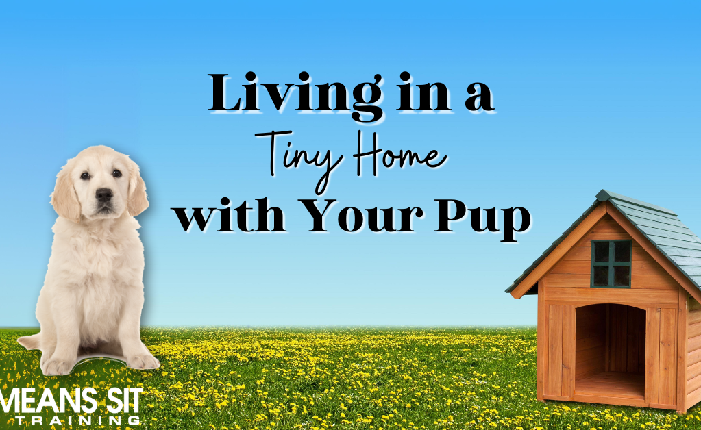 How to Thrive in a Tiny Home with Your Dog