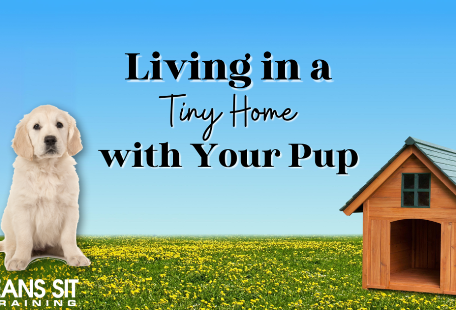 How to Thrive in a Tiny Home with Your Dog