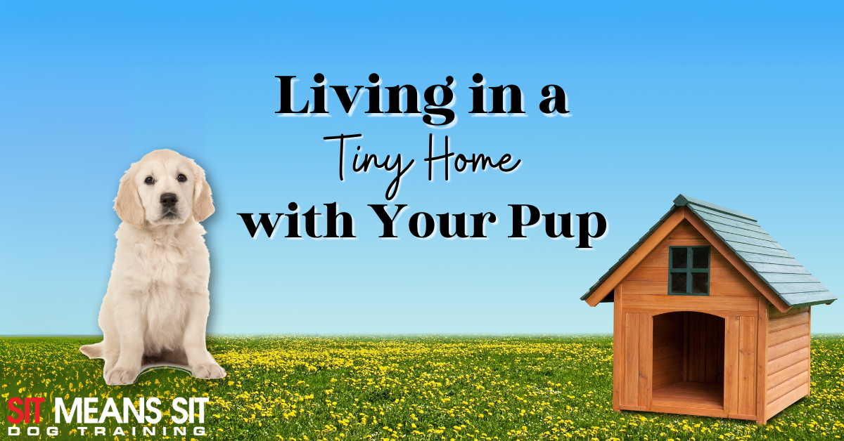 How to Thrive in a Tiny Home with Your Dog
