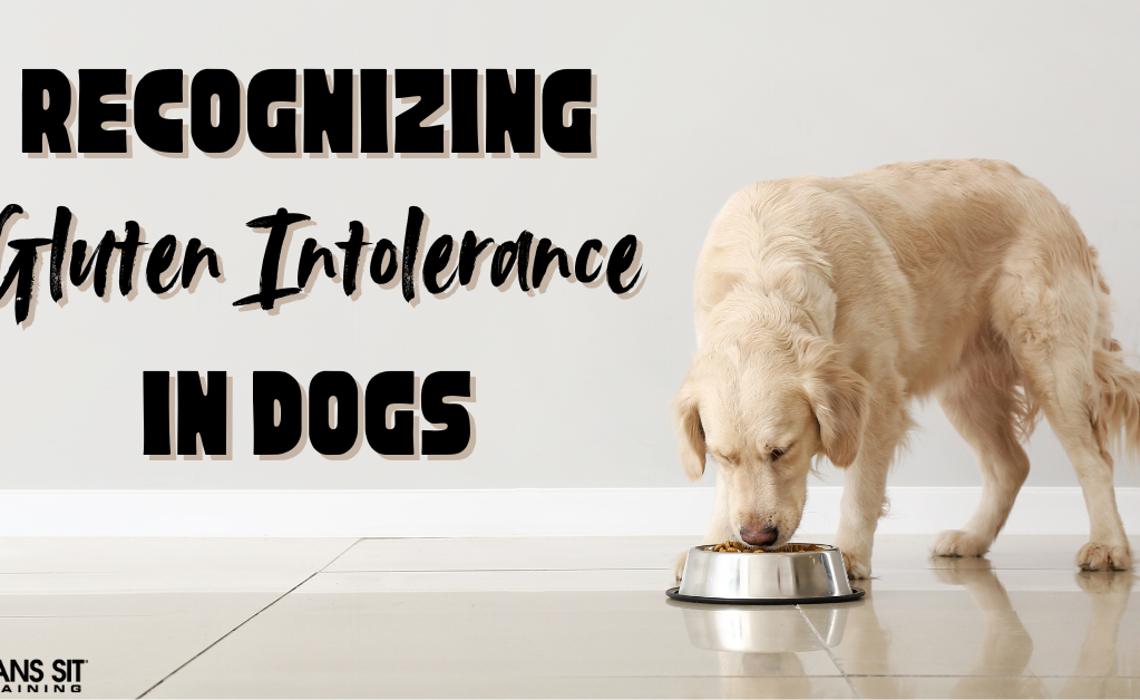 Signs Your Dog Might Have a Gluten Intolerance