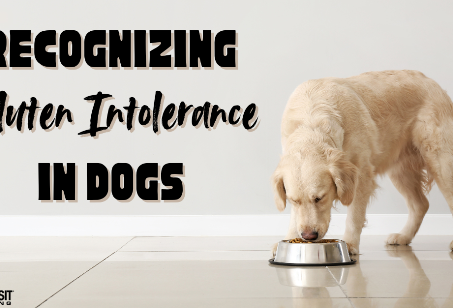 Signs Your Dog Might Have a Gluten Intolerance