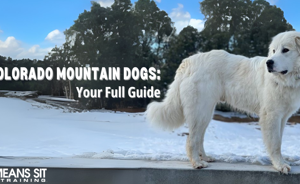 Everything You Need to Know About the Colorado Mountain Dog