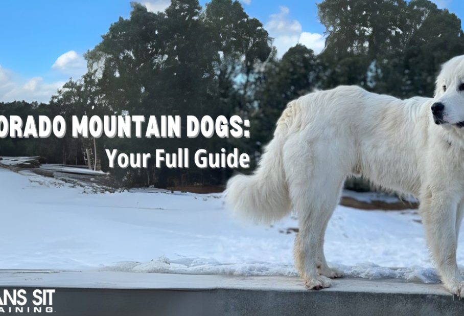 Everything You Need to Know About the Colorado Mountain Dog