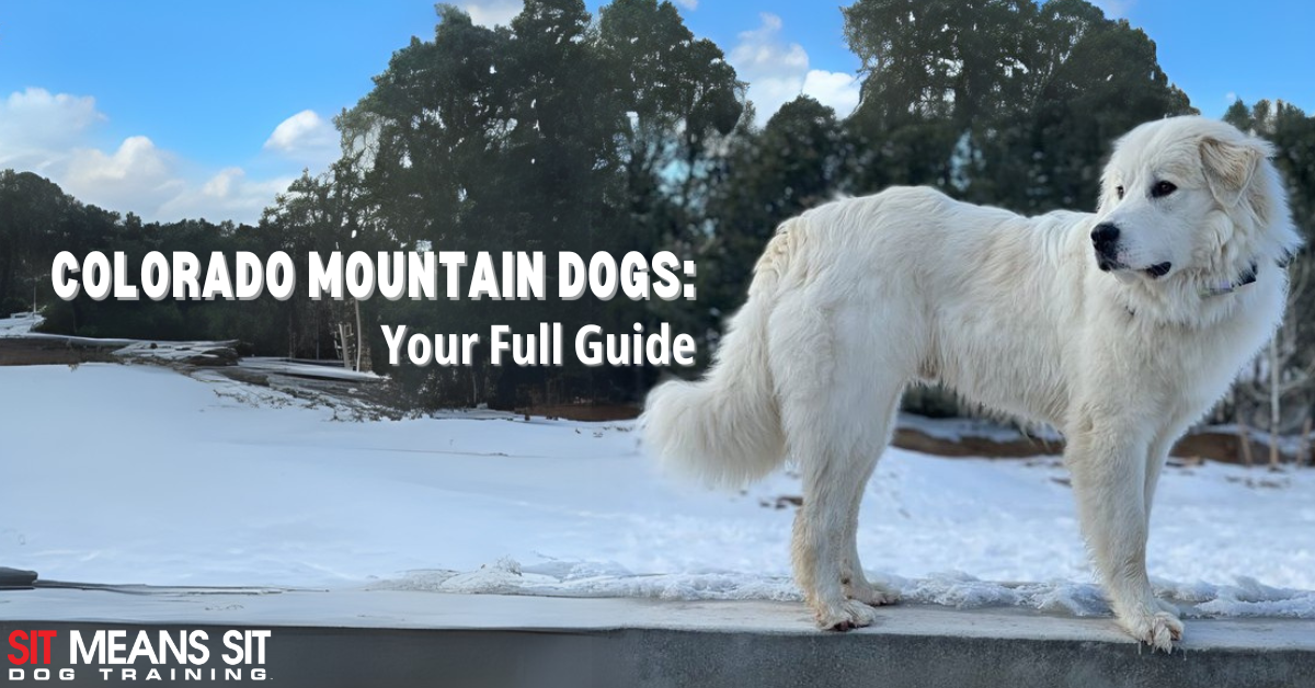 Everything You Need to Know About the Colorado Mountain Dog