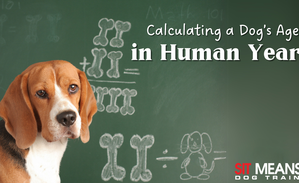 How to Calculate Your Dog's Age in Human Years