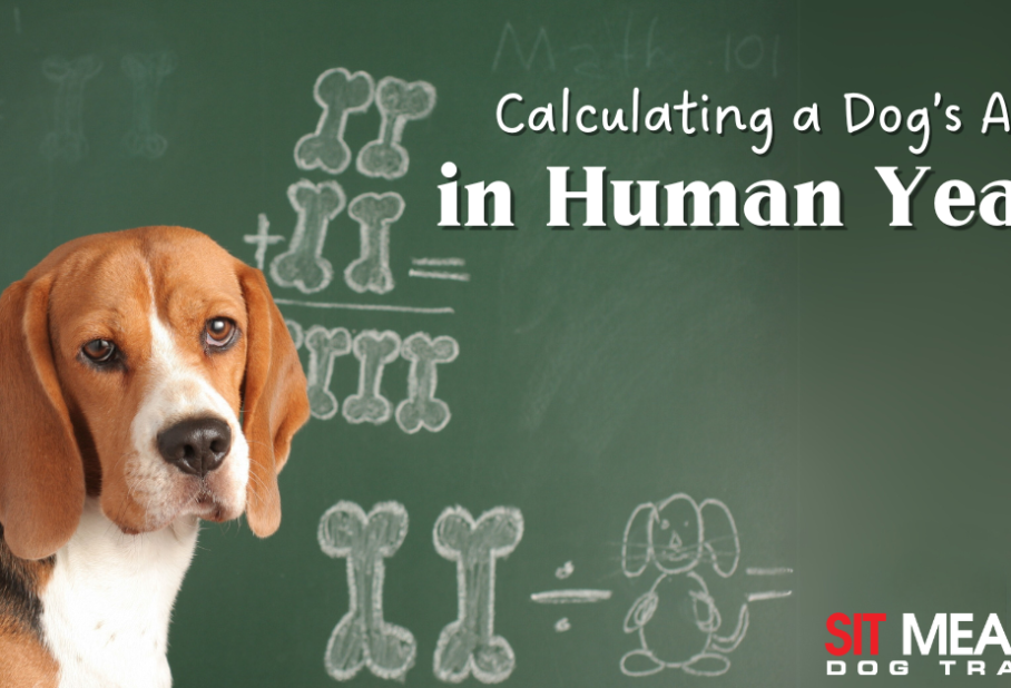 How to Calculate Your Dog's Age in Human Years