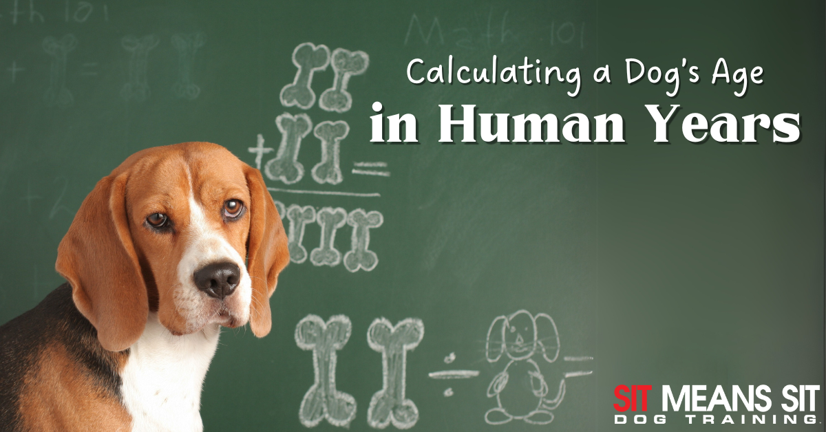 How to Calculate Your Dog's Age in Human Years
