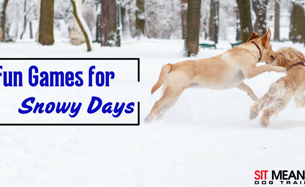 Fun Dog Games for Snowy Days