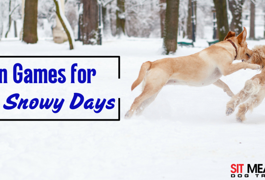 Fun Dog Games for Snowy Days