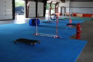 Sit means sit columbus Doggy daycare