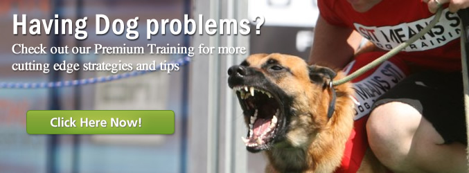 Dog problem tips banner