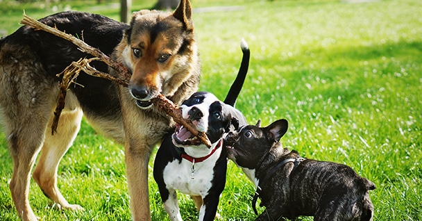 Jump Start Dog Training